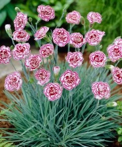 Roots Plants Perennials Dianthus'Garden Pink Gran's Favourite'