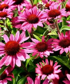 Roots Plants Perennials Echinacea 'Chunky Purple'