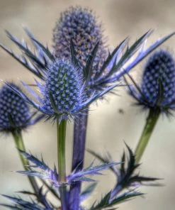 Roots Plants Eryngium 'Big Blue'