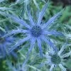 Roots Plants Eryngium 'Big Blue'