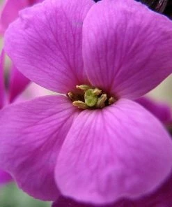 Roots Plants Perennials Erysimum 'Wallflower Poem Lilac'