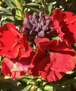 Roots Plants Erysimum 'Wallflower Winter Passion' Perennials