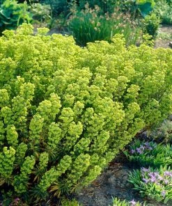 Roots Plants Perennials Euphorbia 'Martini'