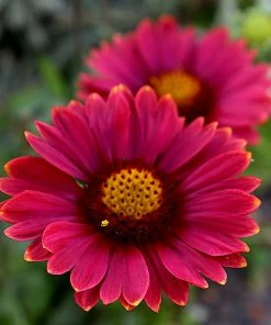 Roots Plants Gaillardia'Mesa Red'