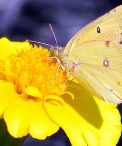 Roots Plants Perennials Gaillardia 'Mesa Yellow' 11 Roots Plants Perennials Gaillardia 'Mesa Yellow'