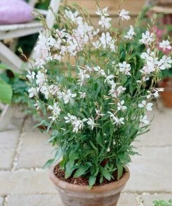 Roots Plants Perennials Gaura 'Whirling Butterflies'