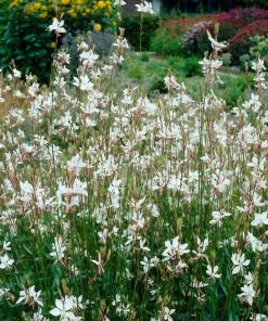 Roots Plants Perennials Gaura 'Whirling Butterflies'
