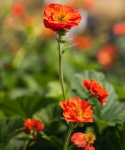 Roots Plants Geum 'Scarlet Tempest'
