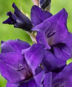 Roots Plants Gladioli 'Purple Flora' Perennials