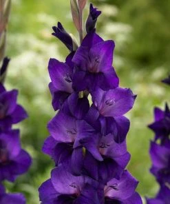 Roots Plants Gladioli 'Purple Flora' Perennials