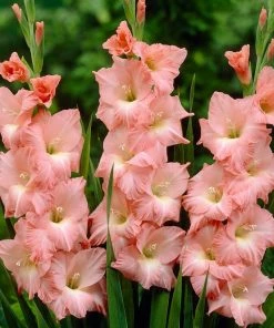 Roots Plants Gladioli 'Rose Supreme' Perennials