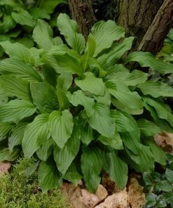Roots Plants Hosta 'Royal Standard' Perennials
