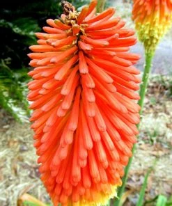 Roots Plants Kniphofia 'Pyromania Orange Blaze' Perennials