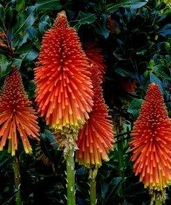 Roots Plants Perennials Kniphofia 'Pyromania Rocket's Red Glare'