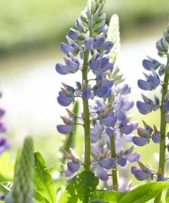 Roots Plants Perennials Lupin 'Blue'