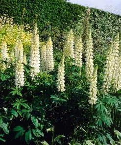 Roots Plants Lupin 'White' Perennials