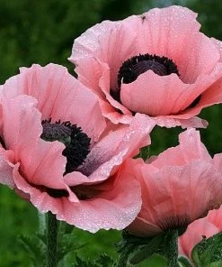 Roots Plants Papaver 'Princess Victoria Louise'