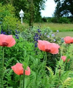 Roots Plants Papaver 'Princess Victoria Louise'