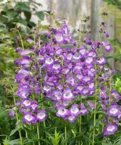 Roots Plants Perennials Penstemon 'Pensham Czar'