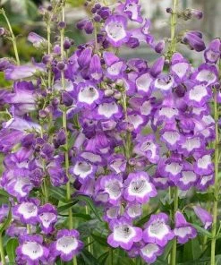Roots Plants Perennials Penstemon 'Pensham Czar'