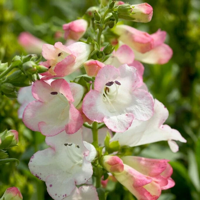 Roots Plants Penstemon 'Phoenix Appleblossom' Perennials 3 Roots Plants Penstemon 'Phoenix Appleblossom' Perennials