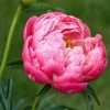 Roots Plants Peony 'Coral Charm'