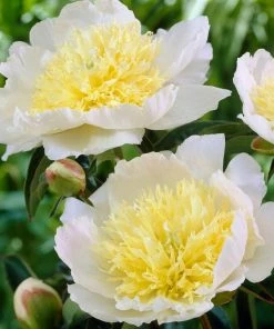 Roots Plants Perennials Peony'Honey Gold'