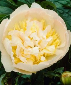 Roots Plants Perennials Peony 'Honey Gold'