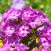 Roots Plants Phlox 'Famous Purple' Perennials 2 Roots Plants Phlox 'Famous Purple' Perennials