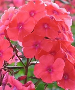 Roots Plants Phlox 'Sweet Summer Orange Rose' Perennials