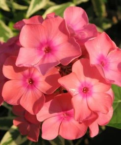 Roots Plants Phlox'Sweet Summer Orange Rose' Perennials