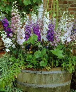 Roots Plants Delphinium 'Magic Fountains Mixed' Perennials