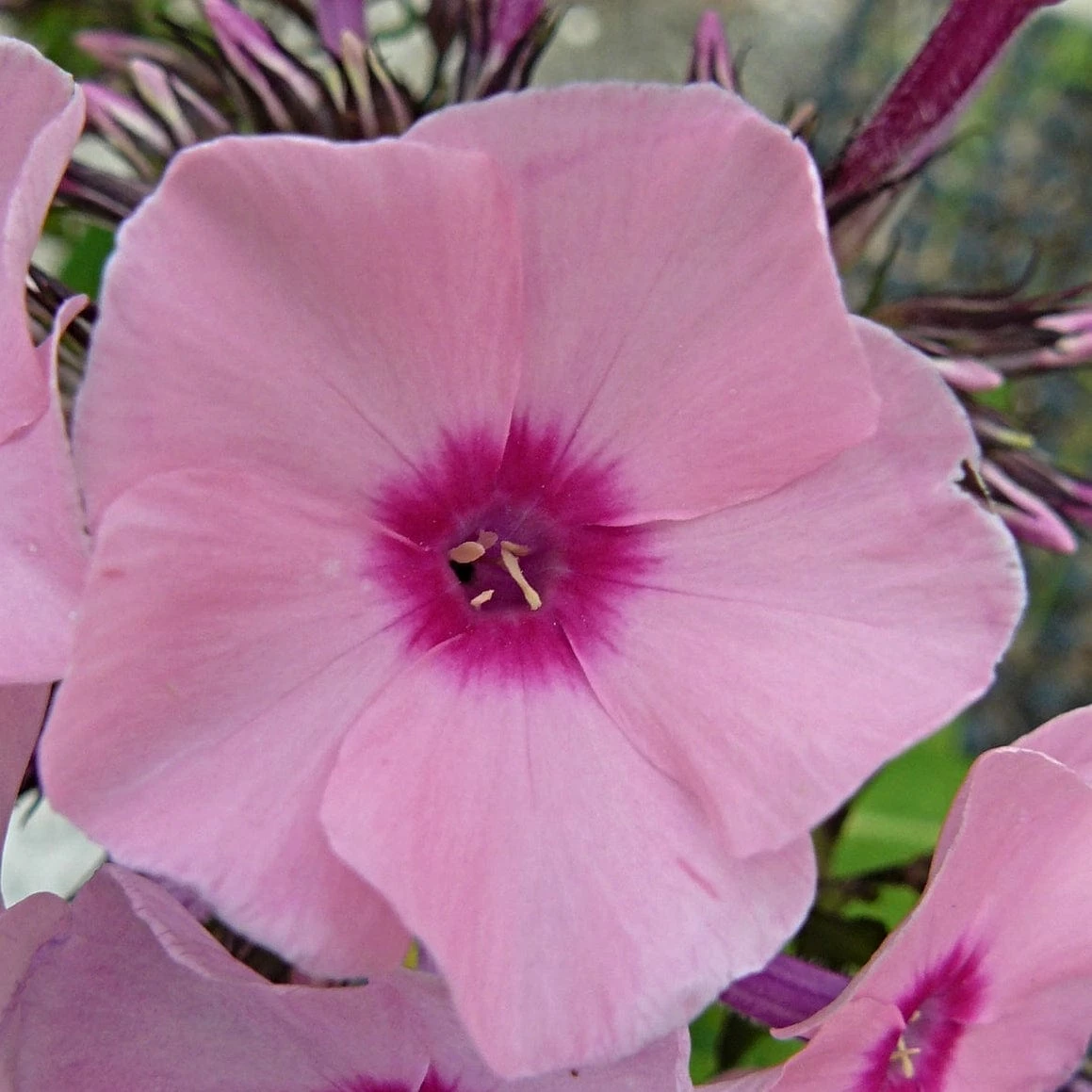 Roots Plants Phlox 'Sweet Summer Soft Pink' Perennials 5 Roots Plants Phlox 'Sweet Summer Soft Pink' Perennials