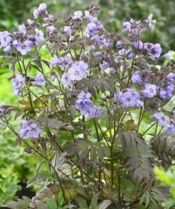 Roots Plants Polemonium 'Heaven Scent'