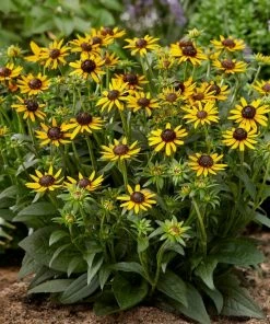 Roots Plants Rudbeckia 'Little Goldstar' Perennials