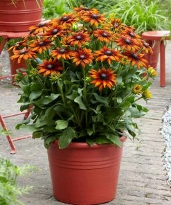 Roots Plants Perennials Rudbeckia 'Summerina Orange'
