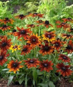Roots Plants Perennials Rudbeckia 'Summerina Orange'
