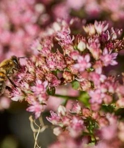 Roots Plants Sedum 'Sunsparkler Lime Zinger' Perennials