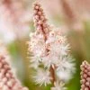 Roots Plants Perennials Tiarella 'Pink Skyrocket'