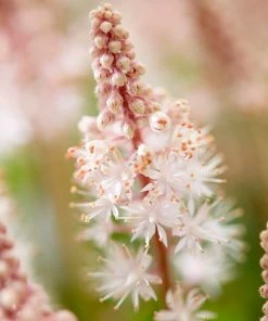 Roots Plants Perennials Tiarella 'Pink Skyrocket'