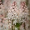 Roots Plants Tiarella 'Spring Symphony' Perennials 1 Roots Plants Tiarella 'Spring Symphony' Perennials