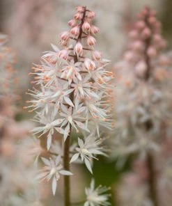 Roots Plants Tiarella 'Spring Symphony' Perennials