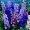 Roots Plants Delphinium 'Magic Fountains Mixed' Perennials 1 Roots Plants Delphinium 'Magic Fountains Mixed' Perennials