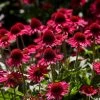 Roots Plants Perennials Echinacea 'Delicious Candy'