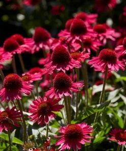 Roots Plants Perennials Echinacea 'Delicious Candy'