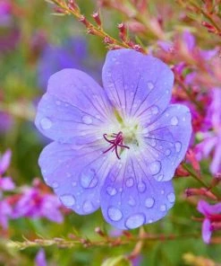 Roots Plants Geranium 'Bloom Me Away'