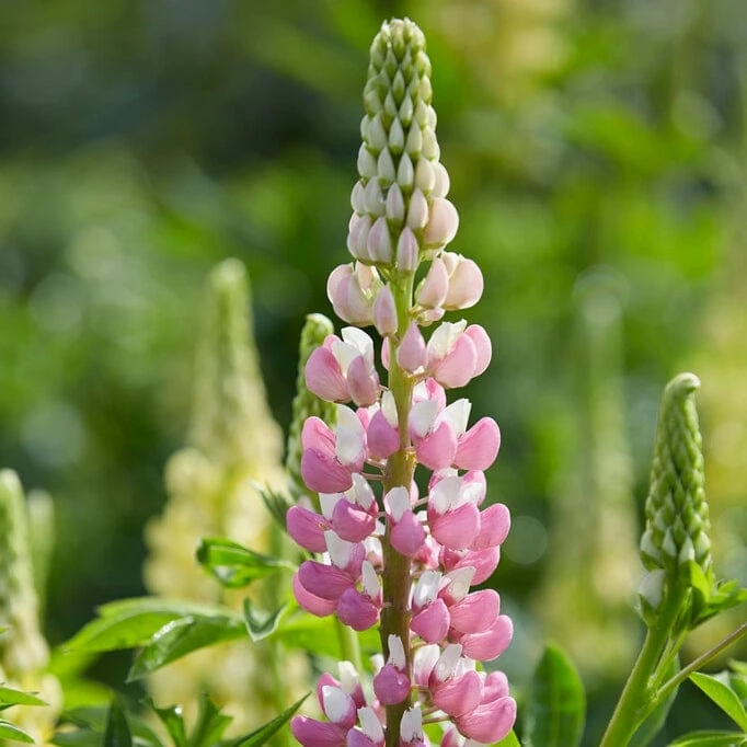 Roots Plants Perennials Lupin 'Legendary Rose Shades' 3 Roots Plants Perennials Lupin 'Legendary Rose Shades'