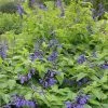 Roots Plants Salvia 'Black And Bloom'