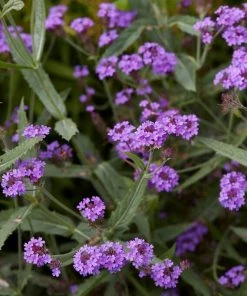 Roots Plants Verbena 'Santos Purple'