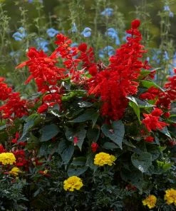 Roots Plants Best Perennial Plants Collections | Growers Choice Perennials 11 Roots Plants Best Perennial Plants Collections | Growers Choice Perennials